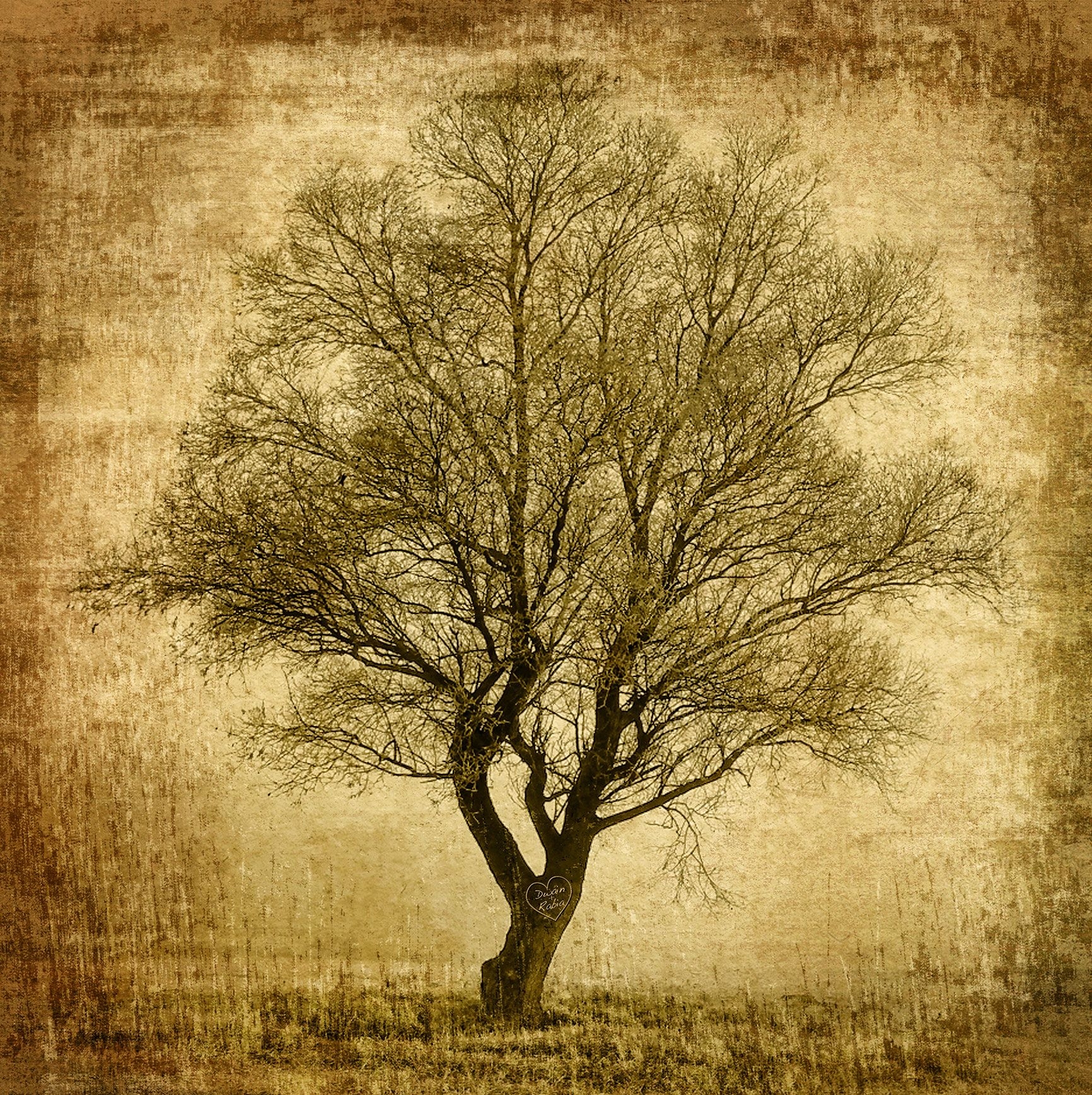 Древо стар. Винтажные деревья. Красивое дерево для родословной. Фон для родословной дерево. Красивое старинное дерево.