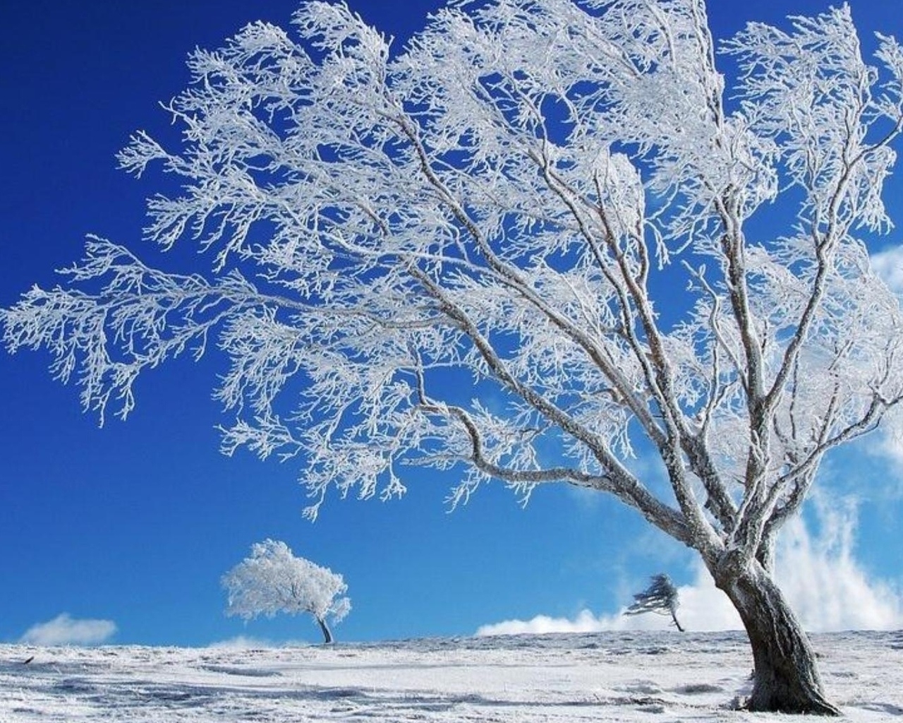 Как выглядит дерево зимой