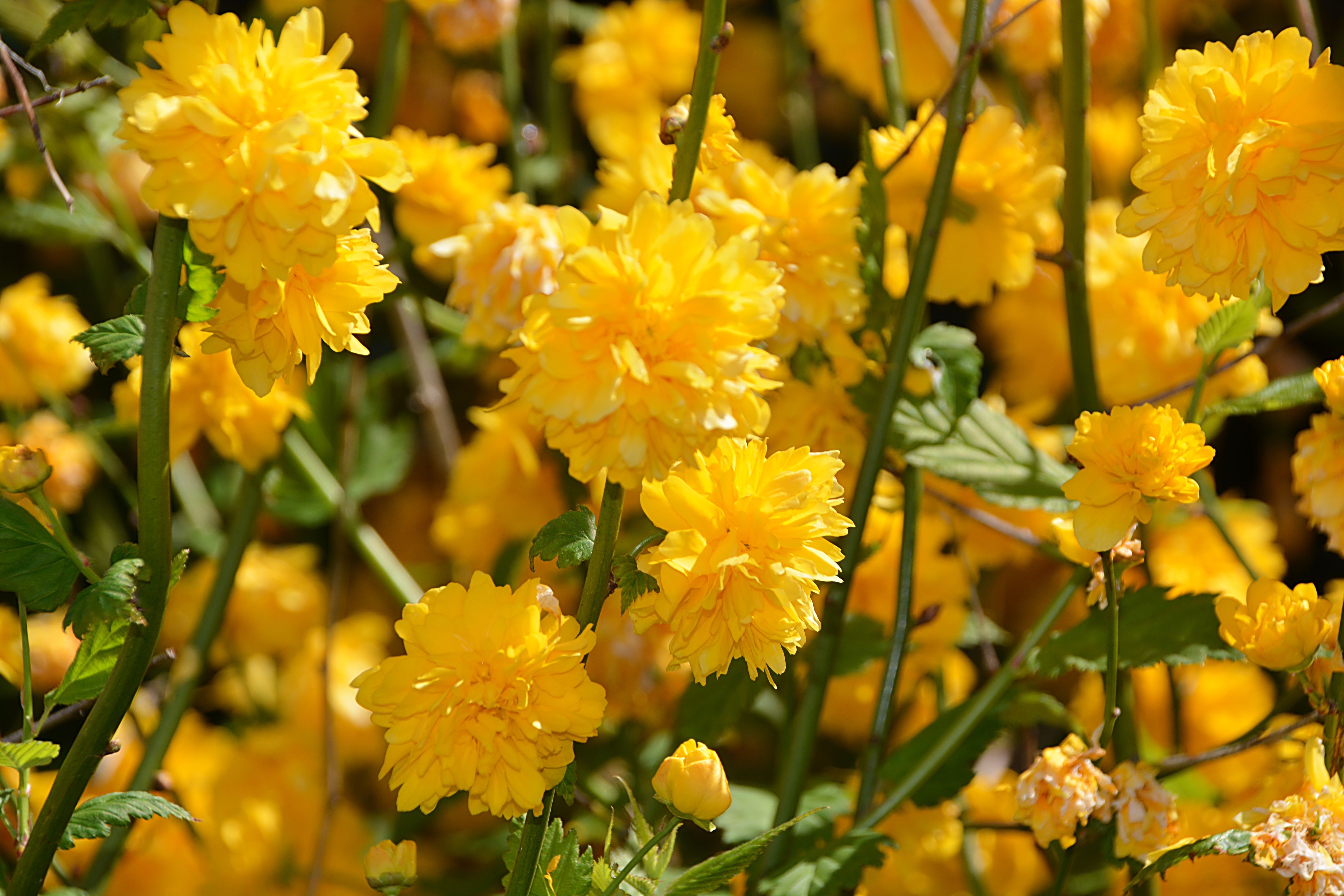 Кустарник цветет желтыми цветами ранней весной