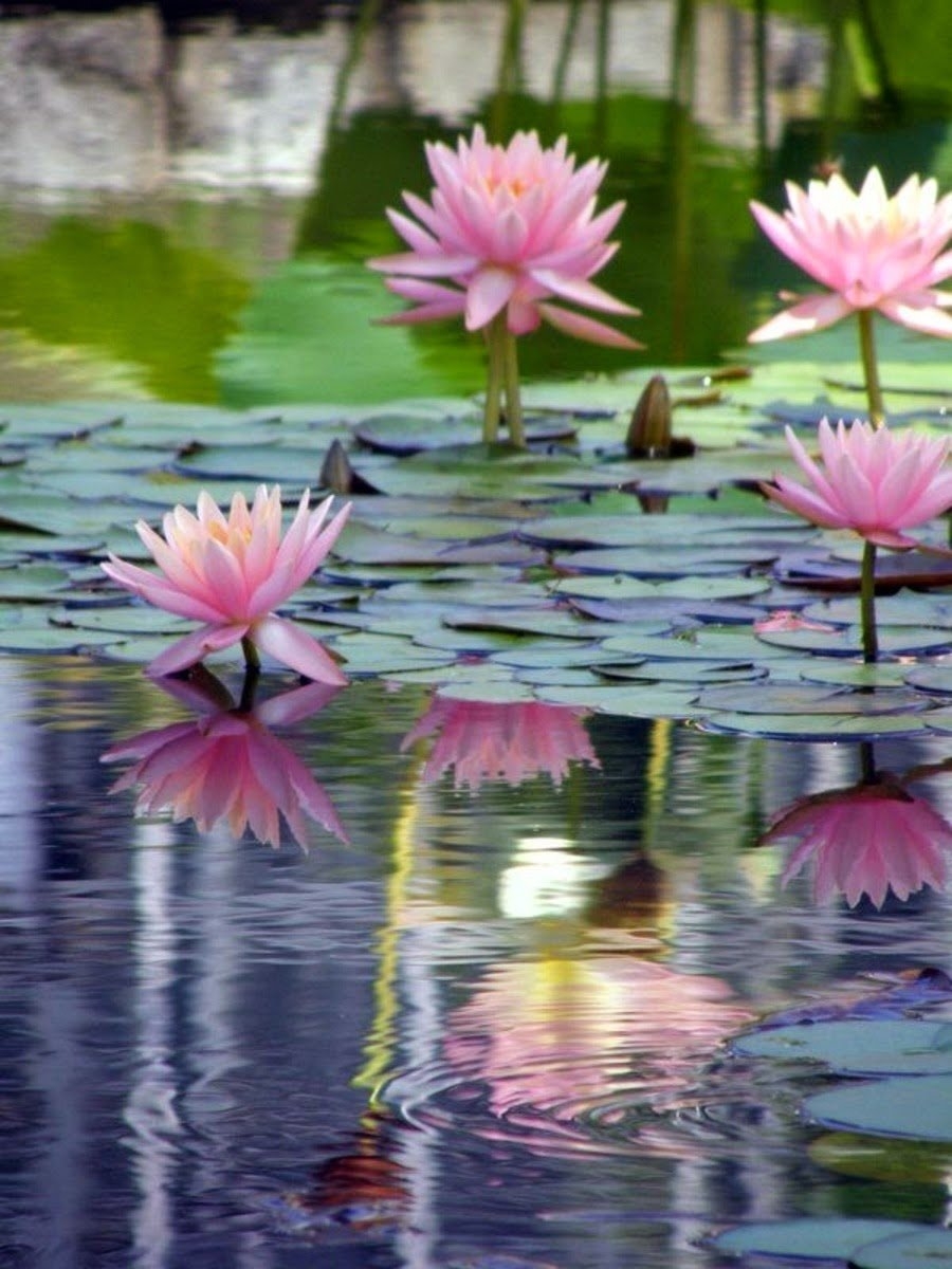 Вода цветы красиво