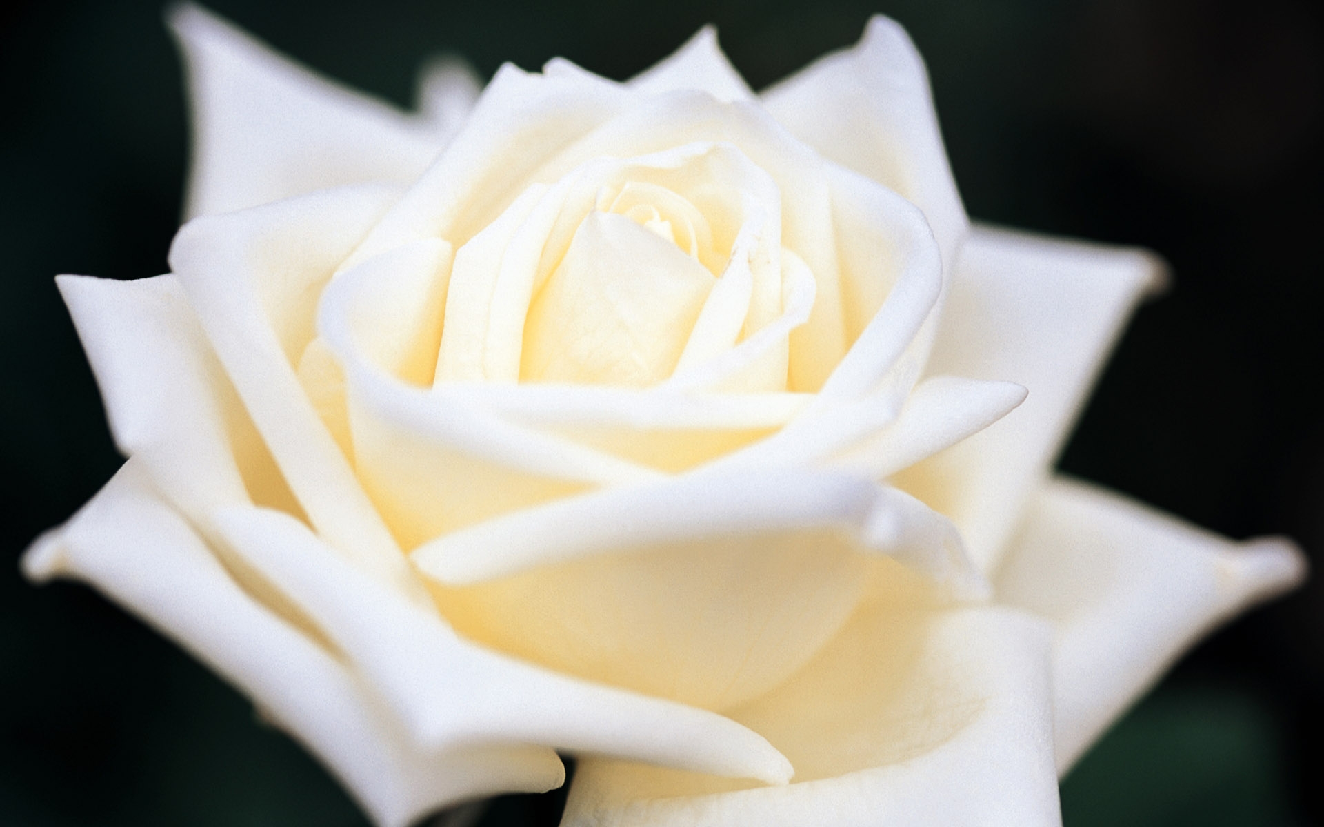 Розы бел восточная. Бутон белой розы.