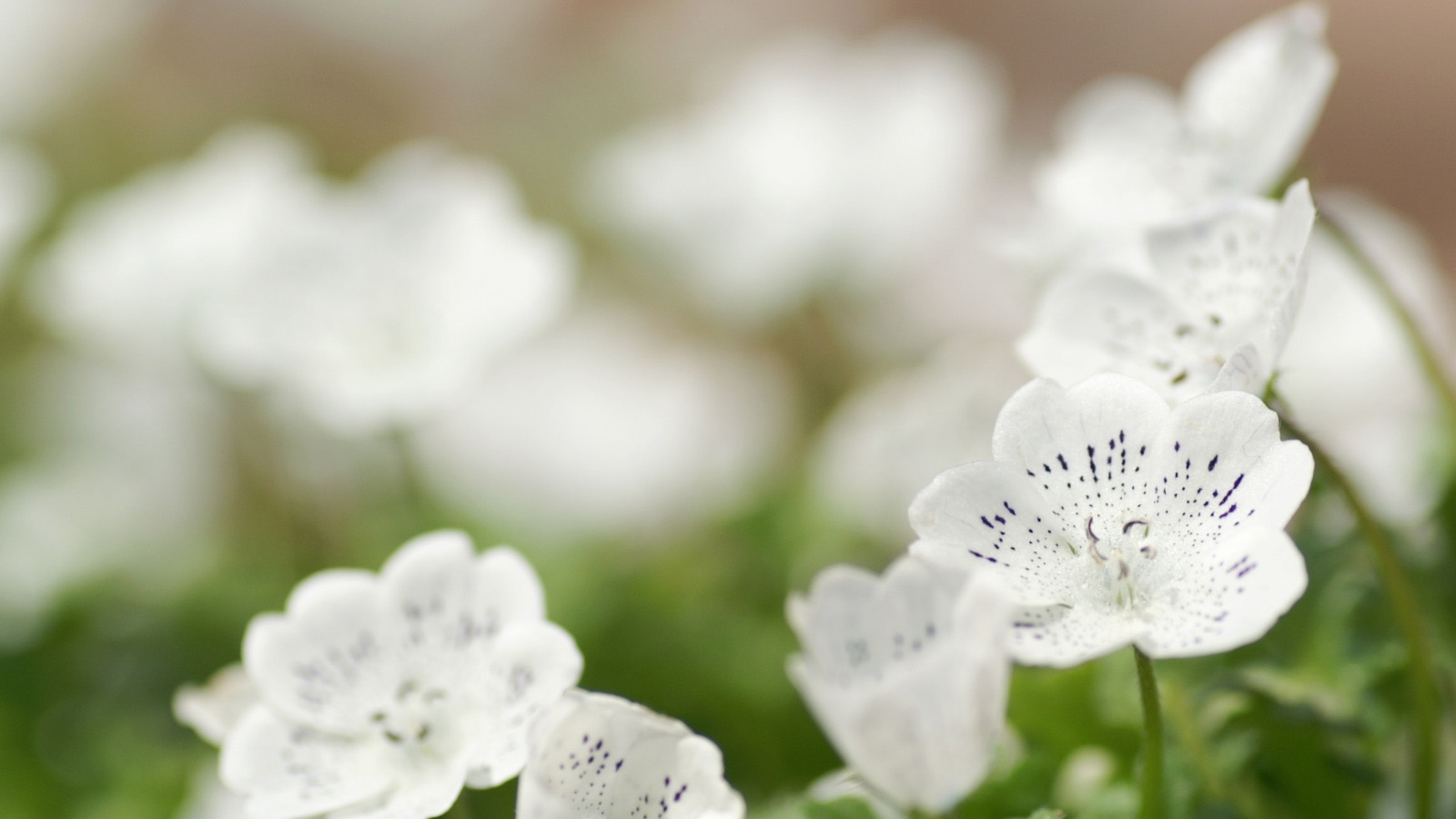 Нежные цветочки песня. Белые цветы. Мелкие белые цветочки. Маленькие белые цветы. Красивые белые цветы.