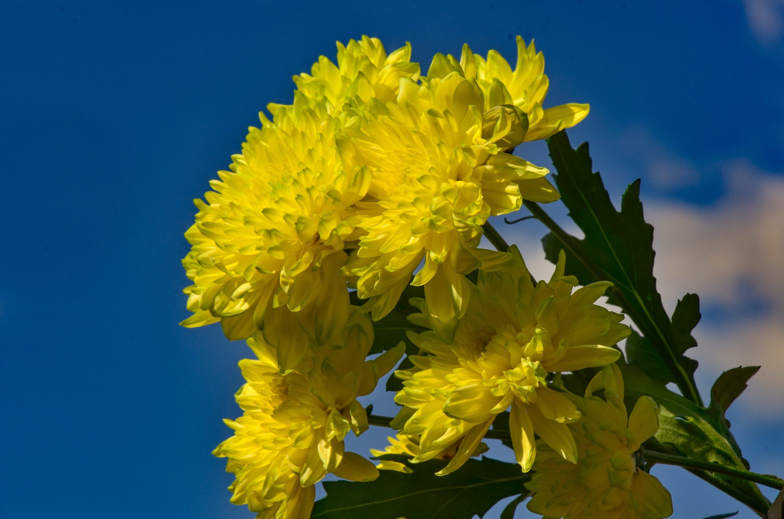 Желтые цветы которые дарят на 8. Хризантема Кинг Еллоу. Хризантема Дубки желтая. Хризантема резолют. Хризантема Скай Еллоу.