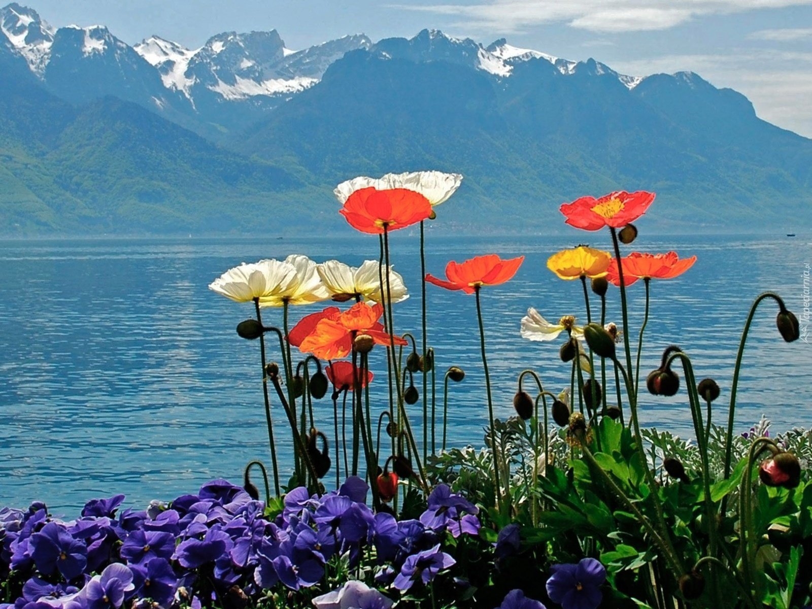 С днем рождения красивые природа. Иссык Куль горы цветы. Маки Иссык куля. Цветущие маки около озера Иссык-Куль. Маковые поля Швейцария.