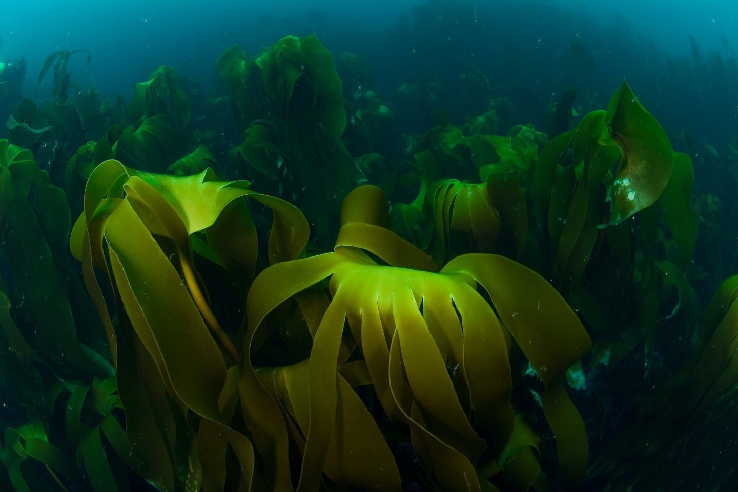 Какие водоросли глубоководные. Морские водоросли ламинария. Водоросль ламинария Японика. Морской ламинария бурая водоросль. Морская капуста – Laminaria.