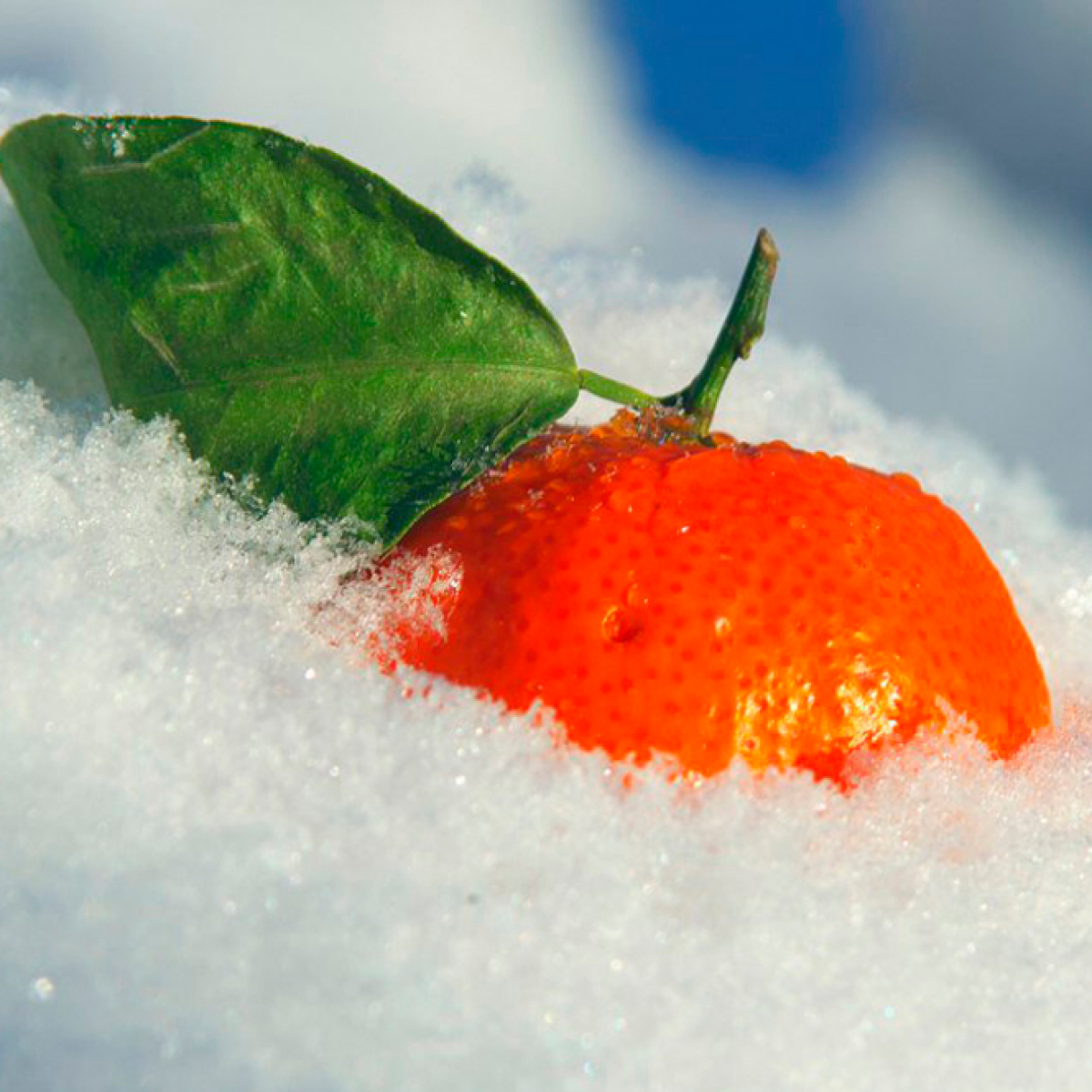 Апельсины на снегу. Зимние фрукты. Мандарины на снегу. Мандарины зимой.