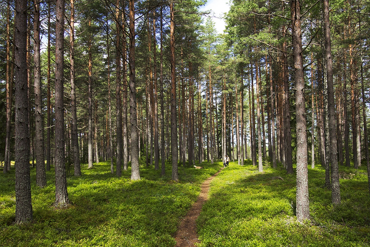 Хвойный район. Хвойные леса Швеции. Шведские сосны лес Швеции. Северная Швеция леса. Таежные леса Швеции.