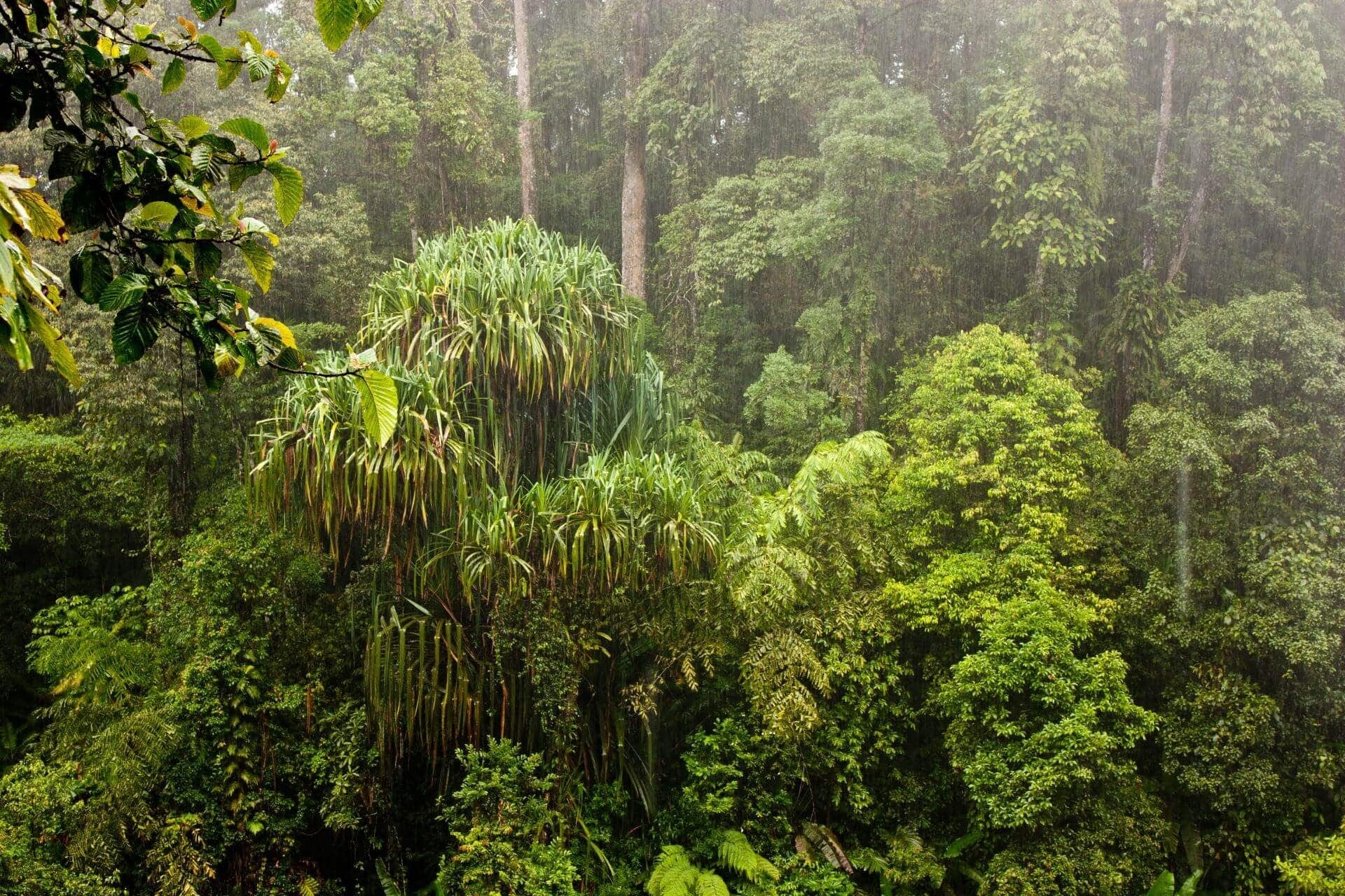 Описание джунглей. Вечнозеленые тропические дождевые леса. Экваториальный лес Суматра. Тропические дождевые леса Индии. Тропические леса Индии лианы.
