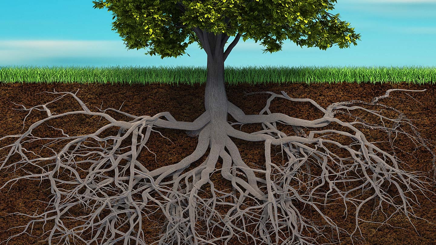 Разрастись корень. Корень платана дерево. Корная система платана. Корень тополя. Корневая система 10 летнего дуба.