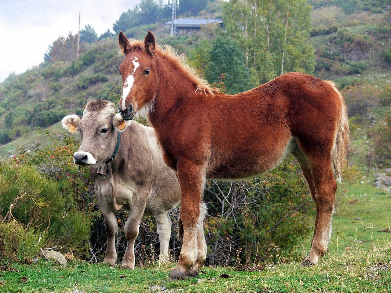 Коров лошадок. Корова и лошадь. Конь и корова. Домашние животные лошадь. Лошадиная корова.