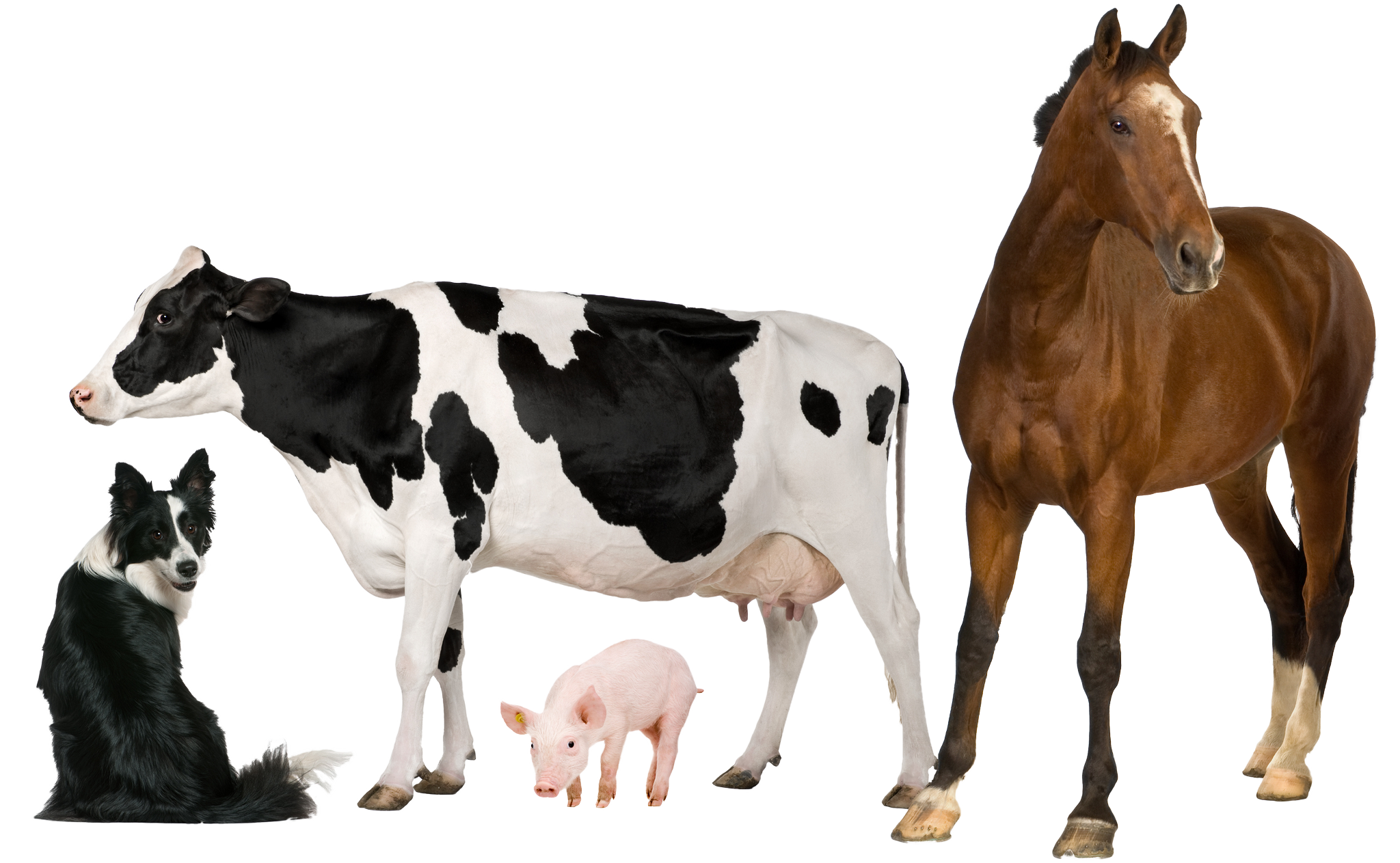 Корова и лошадь. Сельскохозяйственные животные для детей. Сельскохозяйственные животные фон. Сельскохозяйственные животные на белом фоне.
