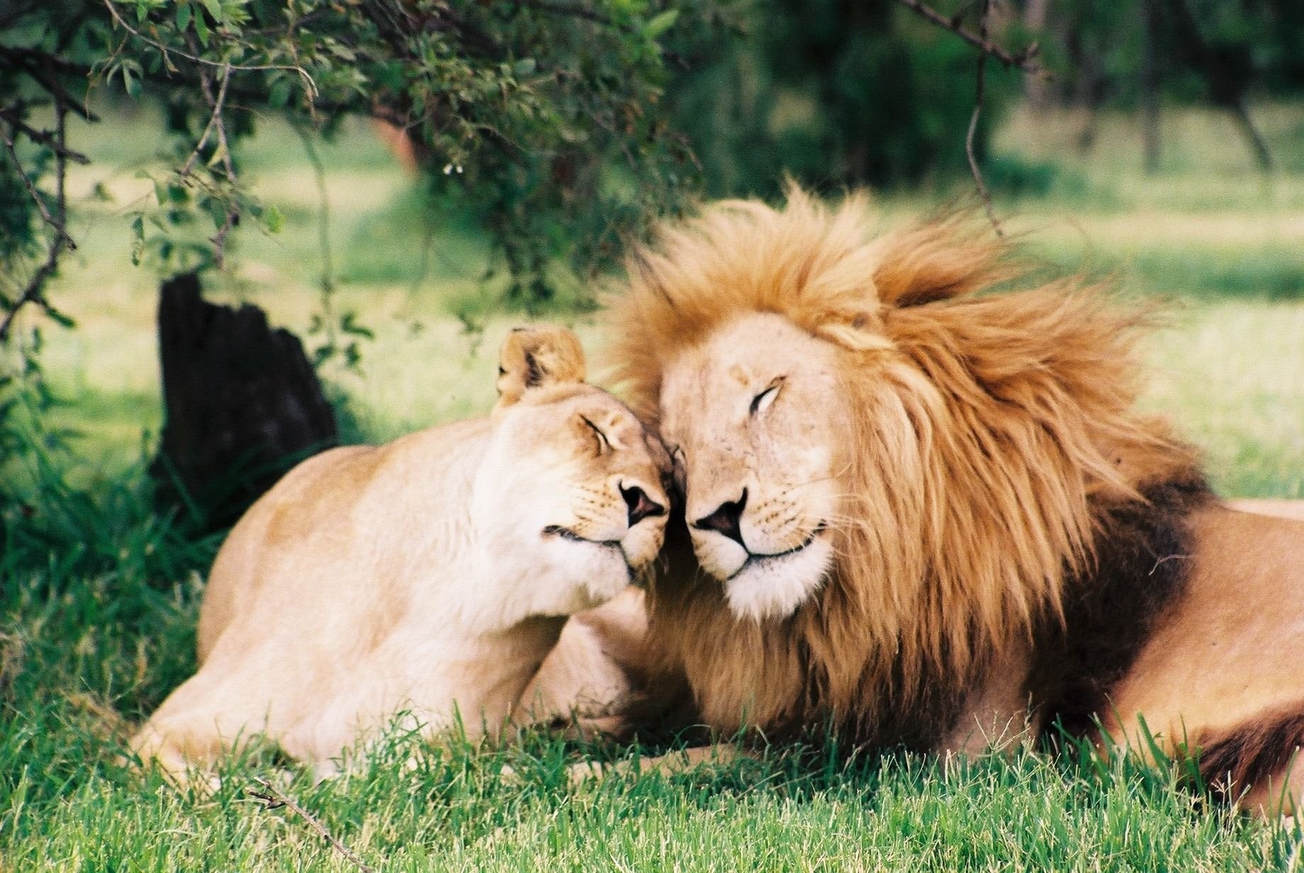 Какие львы в отношениях