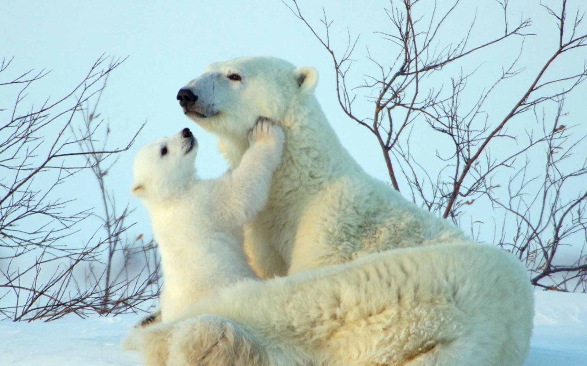 Поздравления с днем белым медведем. Белый медведь. Белый медведь с медвежатами. Медведица с медвежатами. Детеныш белого медведя.