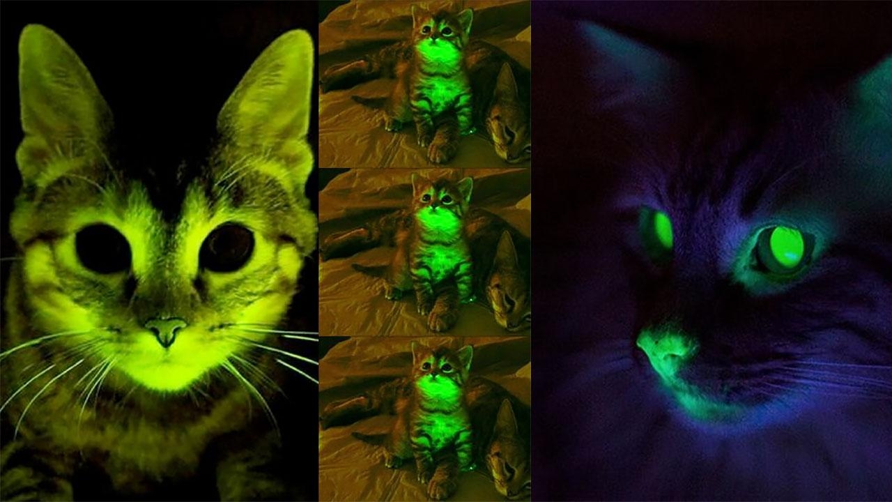 Видят ли мыши в темноте. Флуоресцентные коты. Светящийся кот. Светящиеся в темноте коты. Кошка светится в темноте.