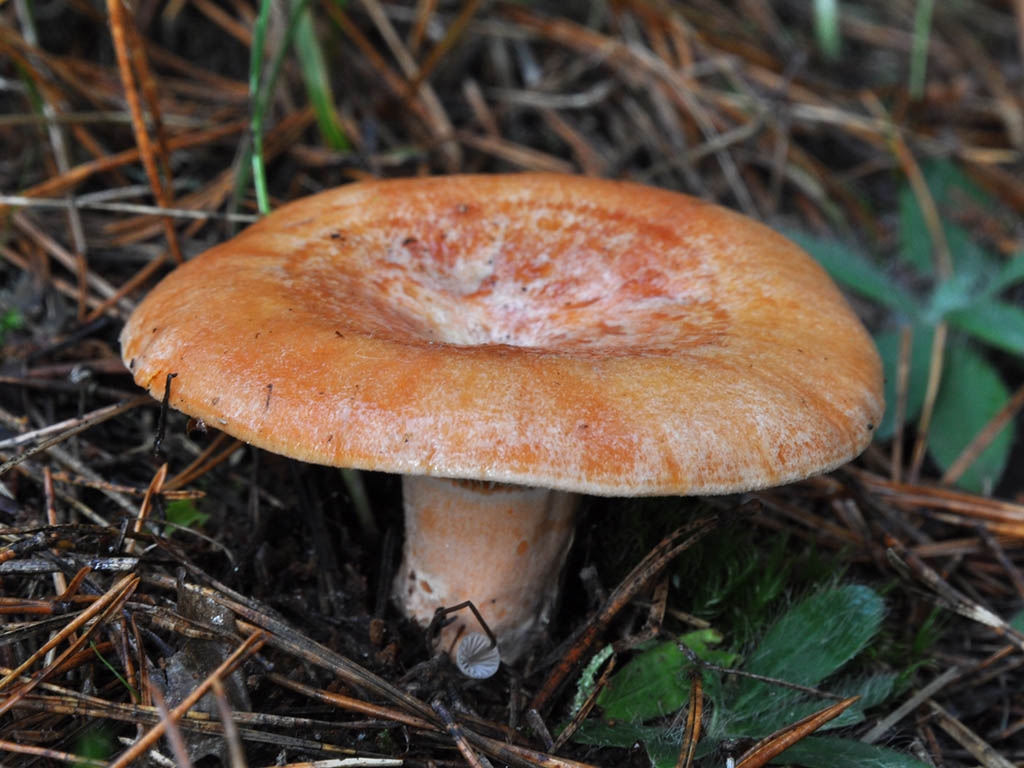 Какой гриб рыжик. Рыжик Сосновый/Боровой (Lactarius deliciosus);. Млечник Рыжик гриб. Гриб Рыжик Сосновый. Рыжики пластинчатые грибы.