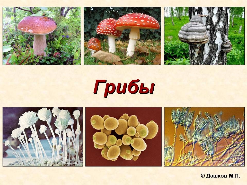 Урок биологии грибы. Грибы биология. Разнообразие грибов. Царство грибов. Разнообразие царства грибов.