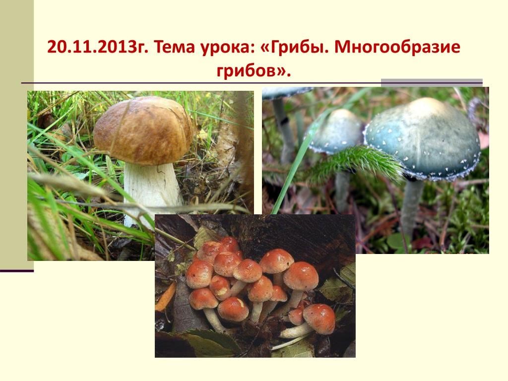 Значение шляпочных грибов в жизни человека