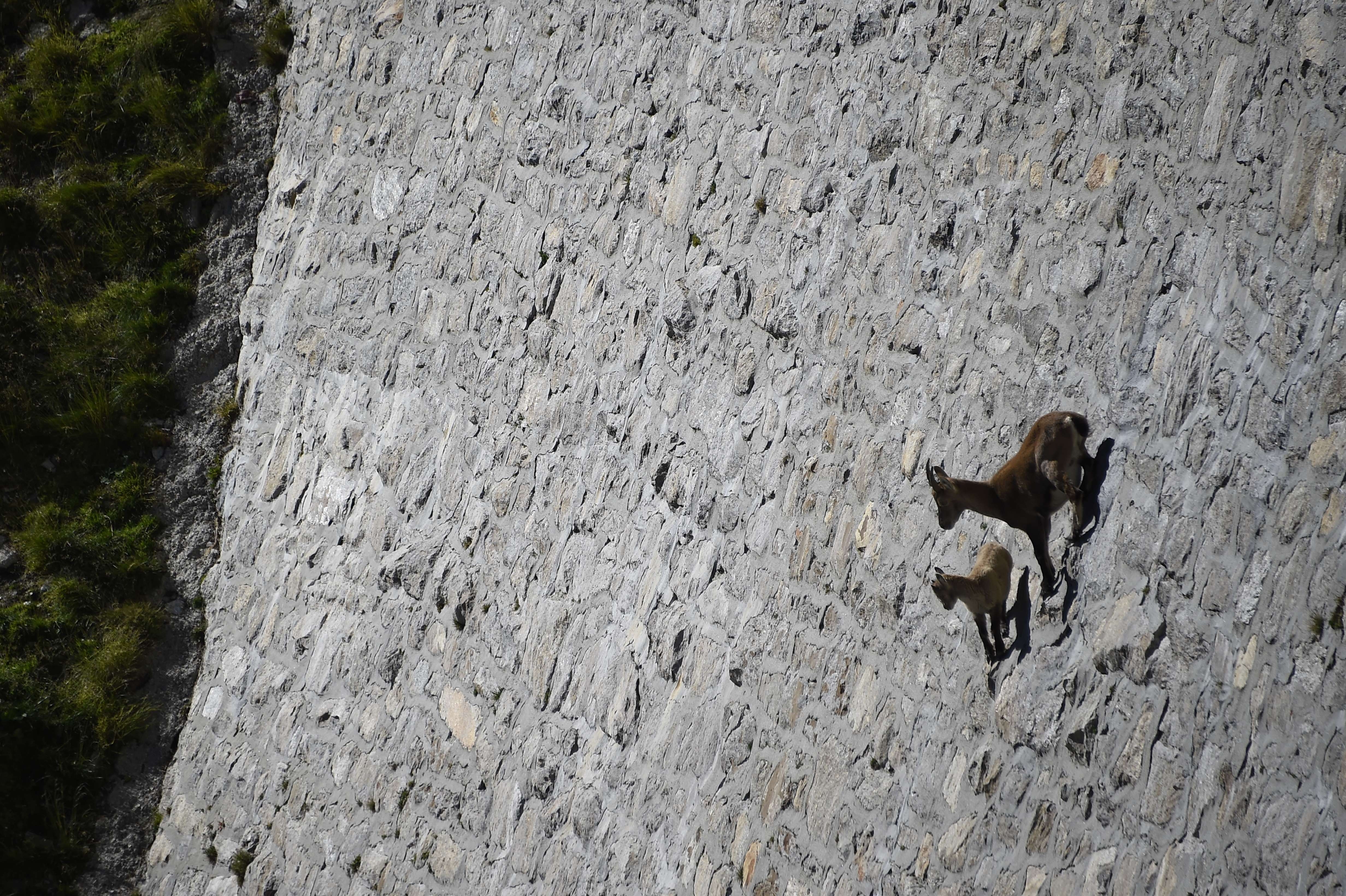 Дикие козы рассыпавшись по откосу. Альпийский горный козел Ибекс. Горные козлы Алыгджер. Горный козел на отвесной скале. Коза на горе.