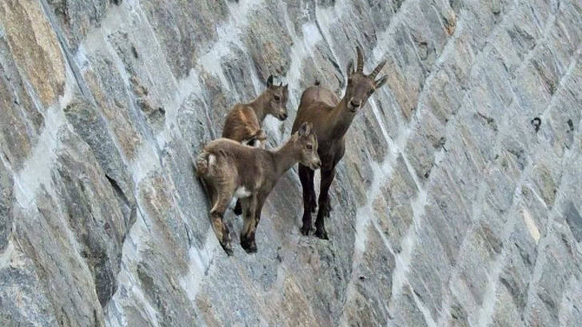 Дикие козы рассыпавшись по откосу. Горные козлы Ибексы. Высокогорная Альпийская коза. Ибексы или Альпийские горные козлы. Альпийский горный козел Ибекс.