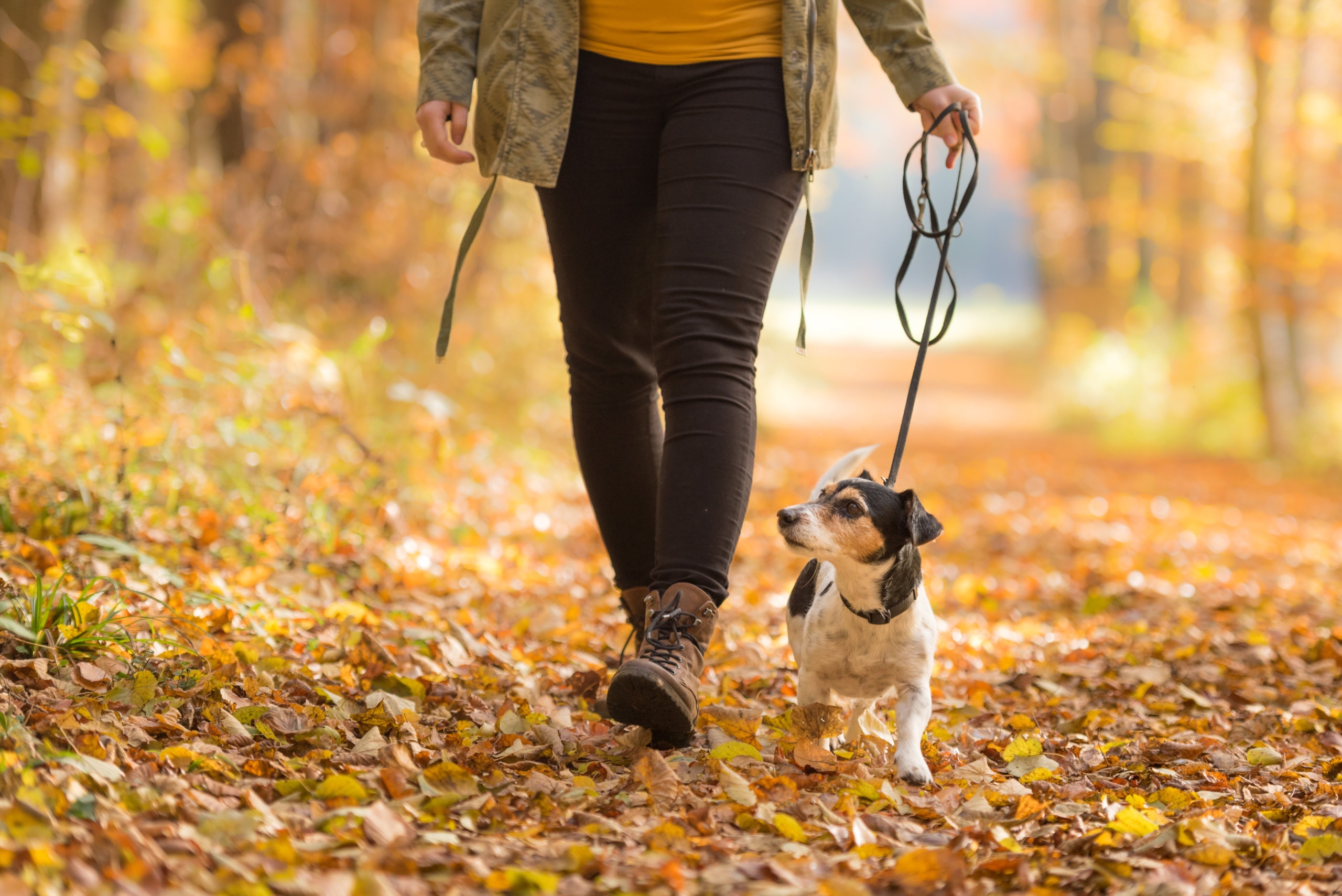 Гулять это. Прогулка с собакой. Прогулка с собакой в парке. Осенняя прогулка с собакой. Прогулка с собакой Эстетика.