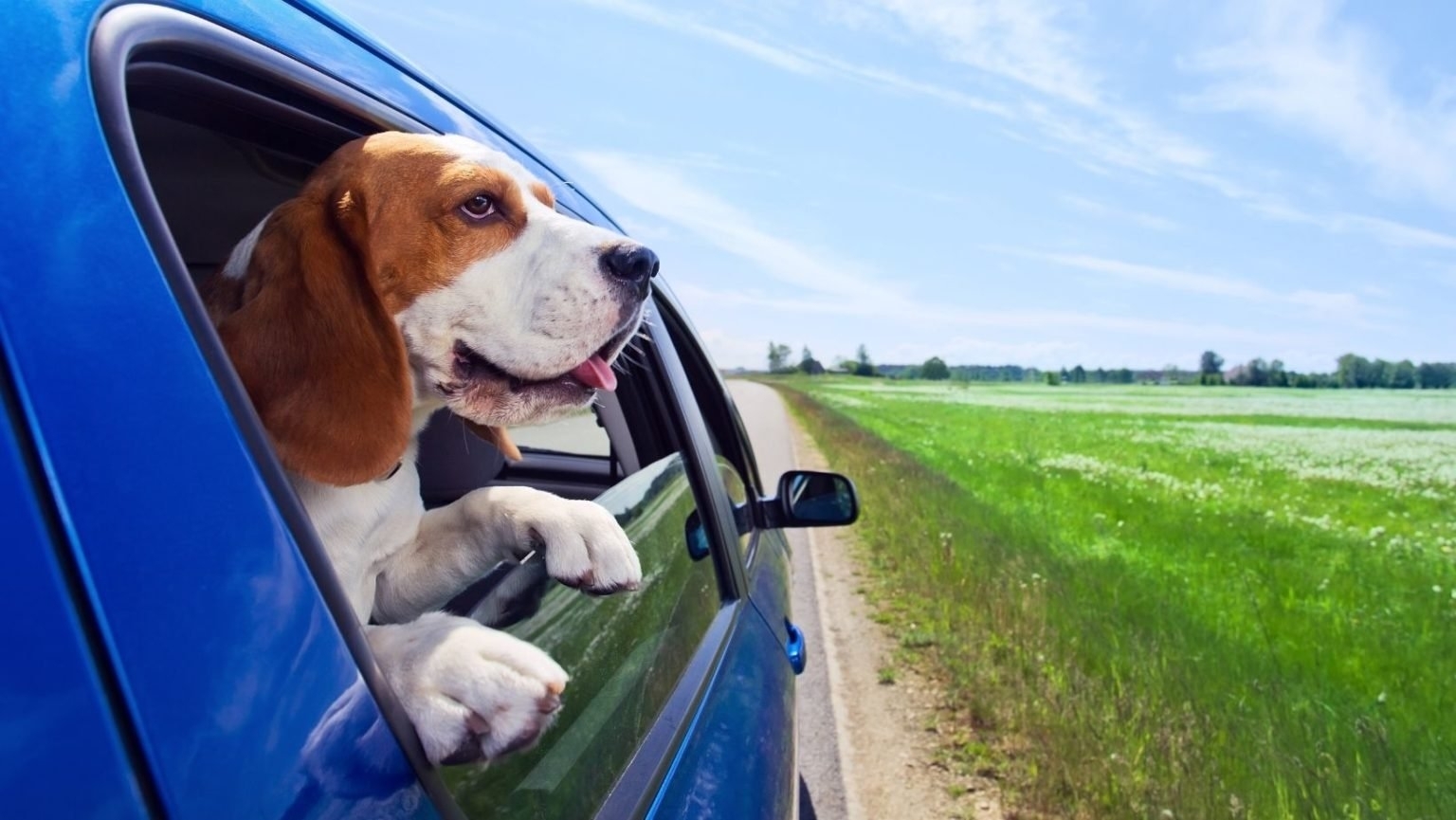 Pet travel. Собака выглядывает из машины. Автомобиль собака лето. Собака в авто. Собака едет в машине.