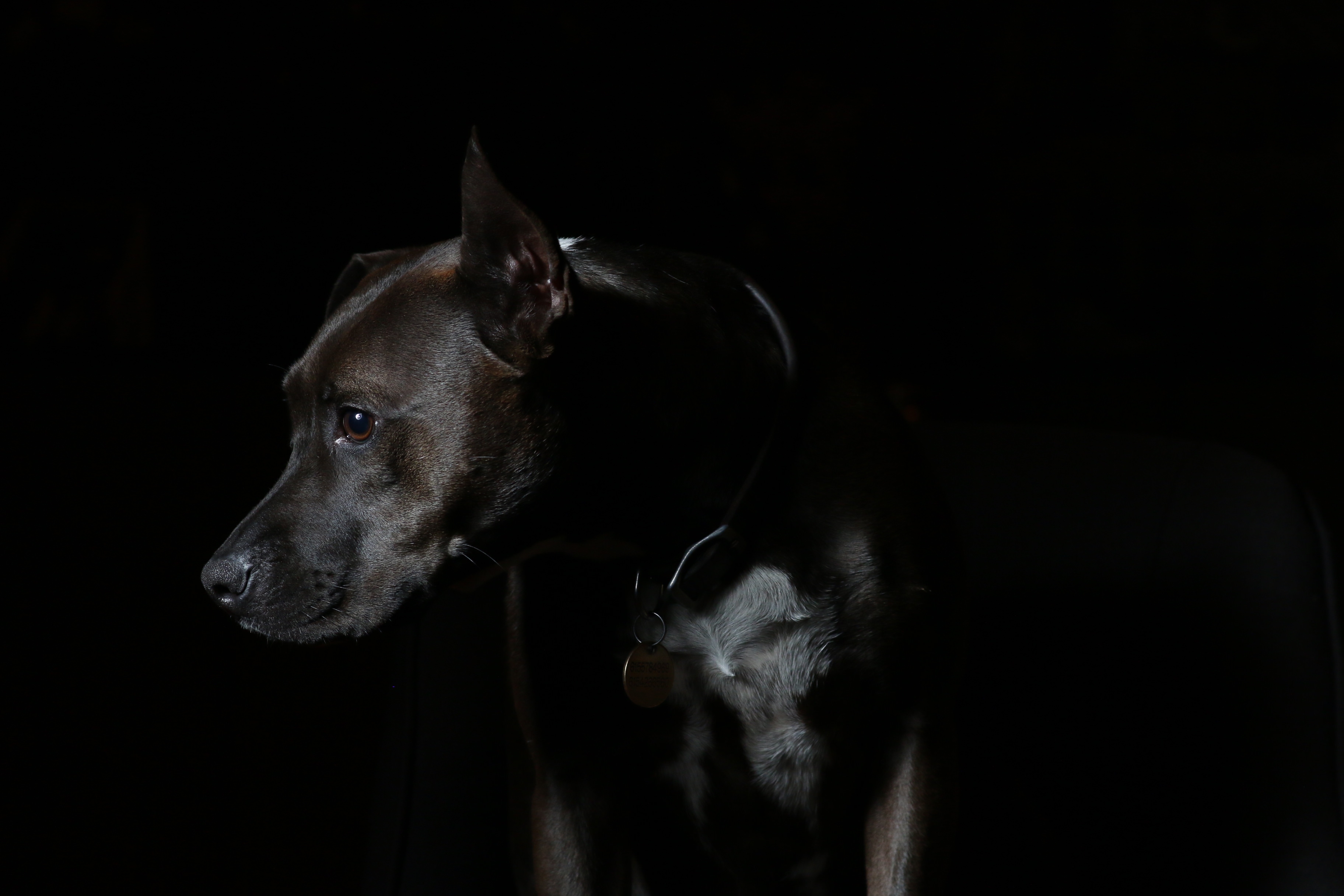 Черная собака во сне к чему снится. Доберман собака. Черные собаки. Собака на темном фоне. Собака в темноте.