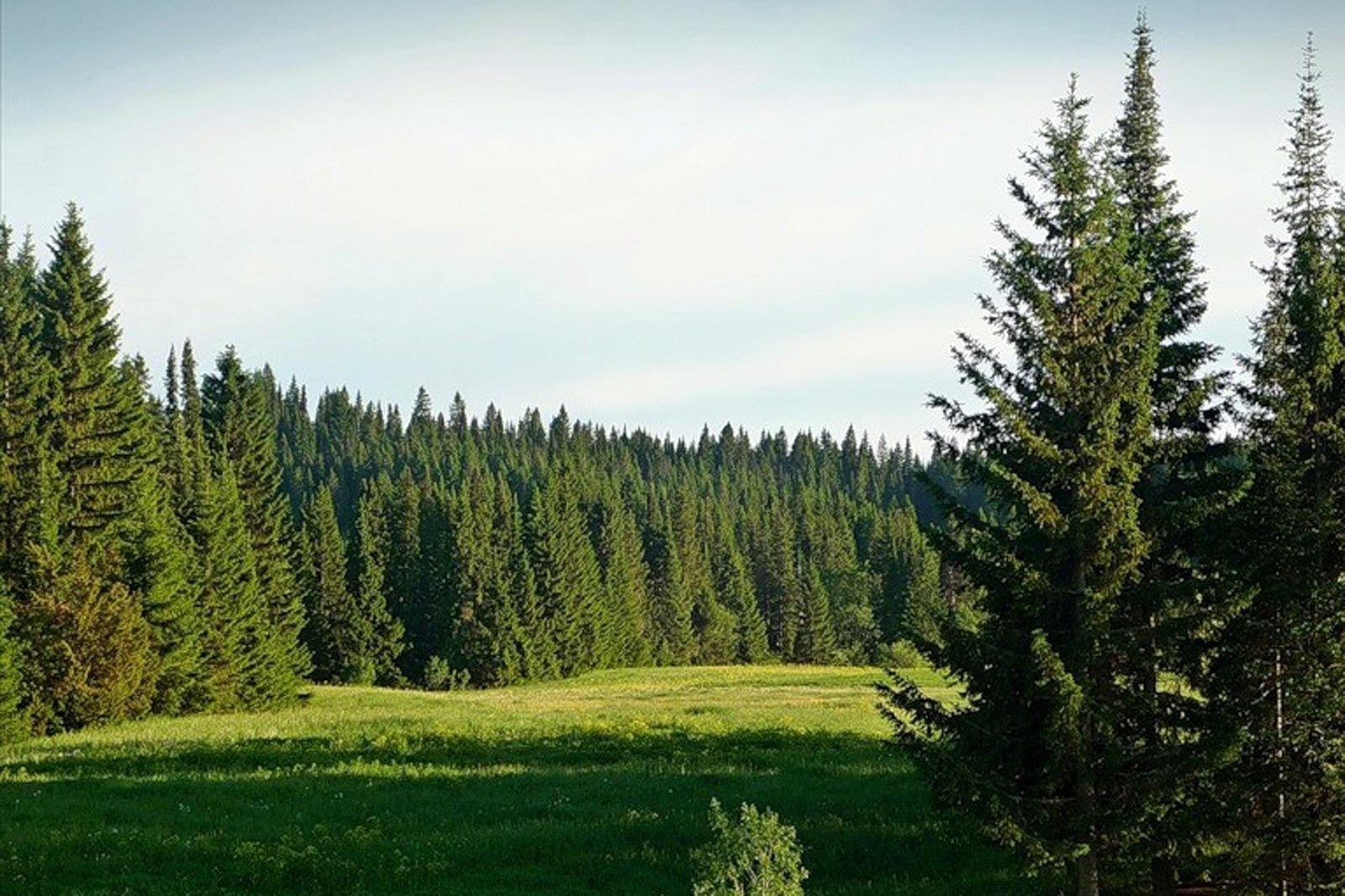 Зона лесов с хвойными деревьями. Хвойный лес Удмуртии. Пихтовый лес Удмуртии. Хвойный лес Кировской области. Подлесок тайги.