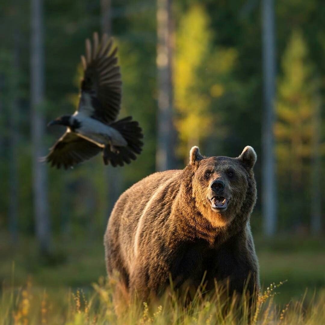 Животное тайги бурый медведь. Гризли североамериканский бурый медведь. Северная Америка медведь Гризли. Бурый медведь в тайге. "Медведи в лесу" Kim Norlien.